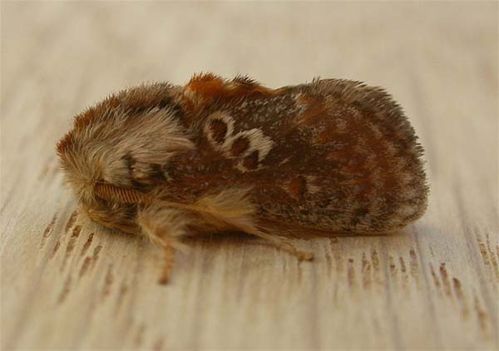 Orange Cup Moth | Pseudanapaea transvestita photo