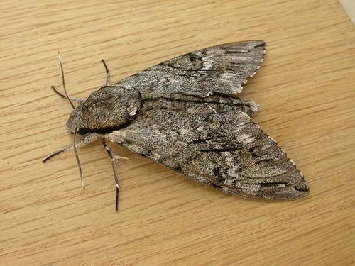 Privet Hawk Moth | Psilogramma menephron photo