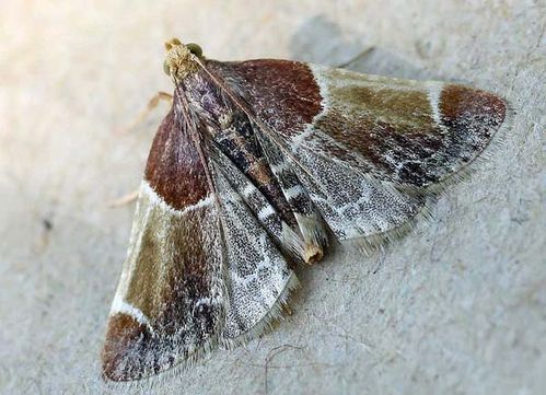 Meal Moth | Pyralis farinalis photo