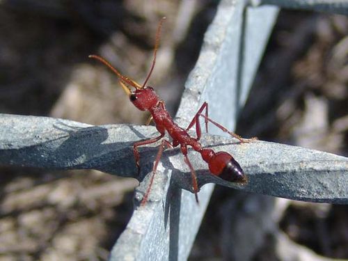 Red Bull Ant | Myrmecia gulosa photo