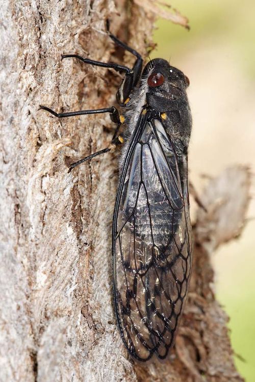 Red Eye Cicada | Psaltoda moerens photo