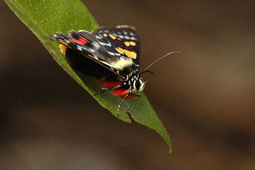 Regent Skipper | Euschemon rafflesia photo