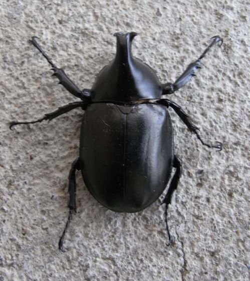 Rhinoceros Beetle | Xylotrupes ulysses photo
