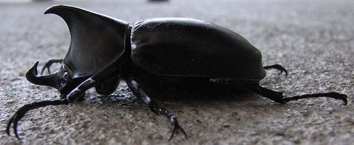 Rhinoceros Beetle | Xylotrupes ulysses photo