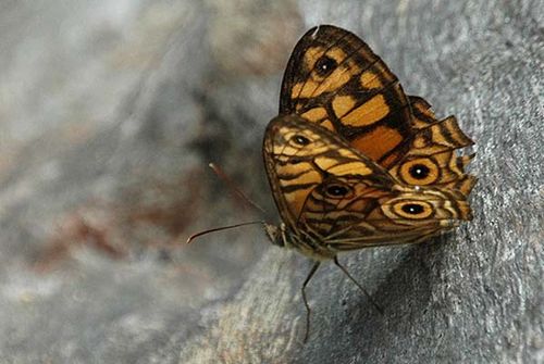 Ringed Xenica | Geitoneura acantha photo