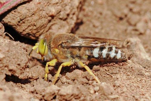 Sand Wasp | Bembix sp photo