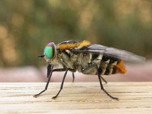 Flower-feeding March Fly | Scaptia auriflua photo