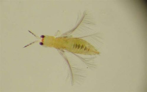 Yellow Tea Thrip | Scirtothrips dorsalis photo