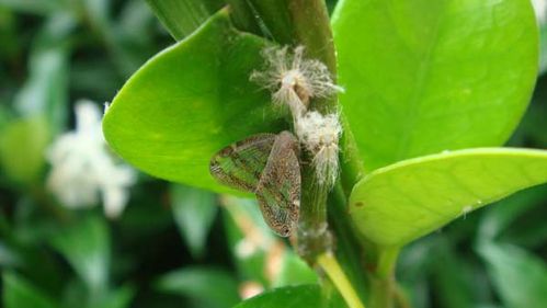 Passionvine Hopper | Scolypopa australis photo