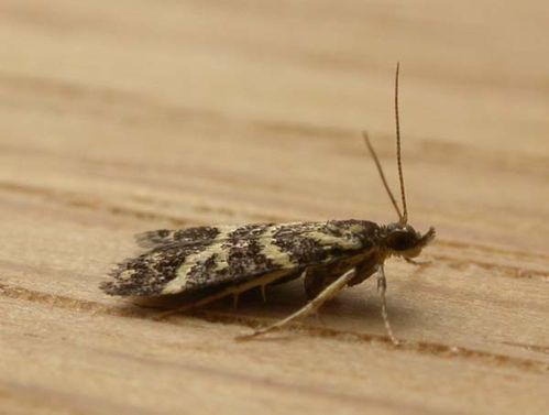 No common name | Scoparia spelaea photo