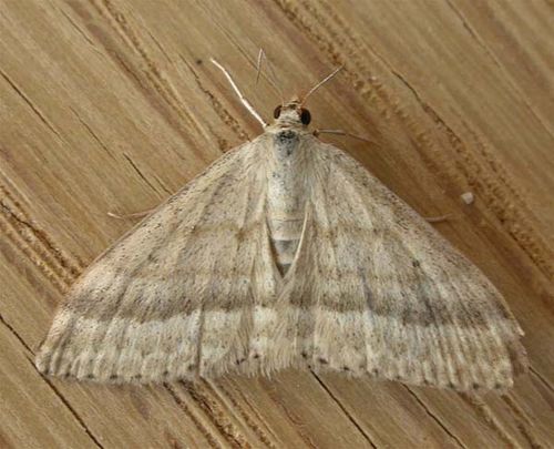 No common name | Scopula lydia photo