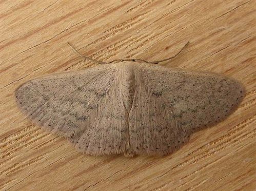 No common name | Scopula optivata photo