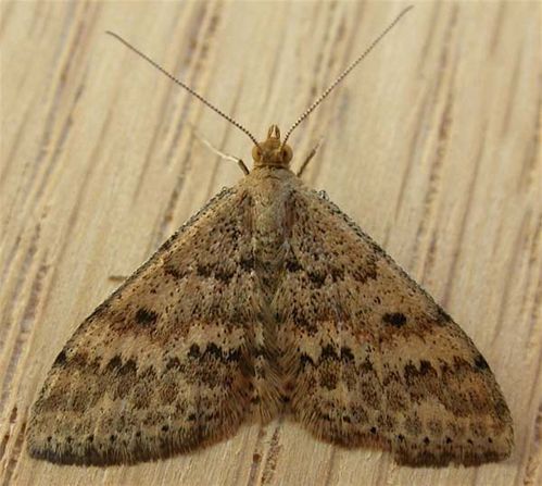 Plantain Moth (Scopula rubraria)