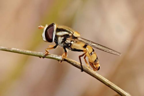 Hoverfly | Simosyrphus grandicornis photo