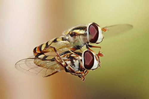 Hoverfly | Simosyrphus grandicornis photo