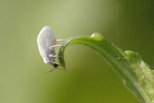 Ash Whitefly | Siphoninus phillyreae photo