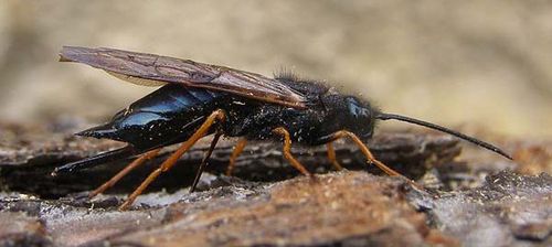 Sirex Wasp | Sirex noctilio photo