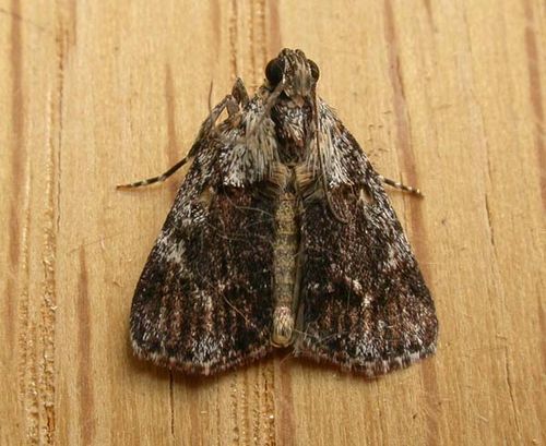 No common name | Spectrotrota fimbrialis photo