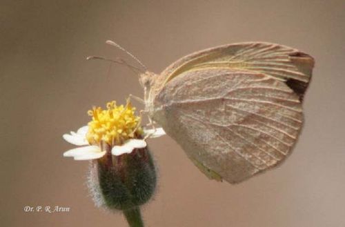 Lined Grass-yellow | Eurema laeta photo