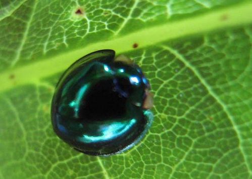 Steelblue Ladybird | Halmus chalybeus photo