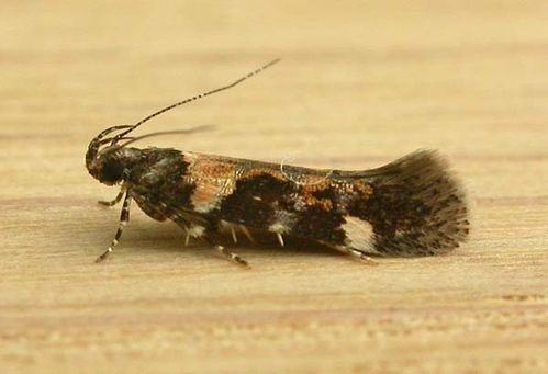 Gelechiid Moth | Stegasta variana photo