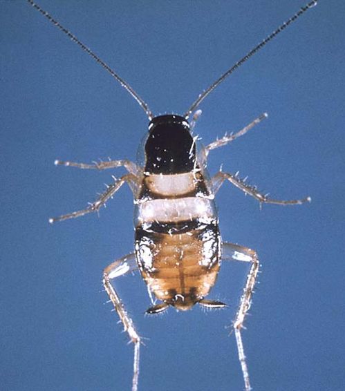 Brown-banded Cockroach | Supella longipalpa photo