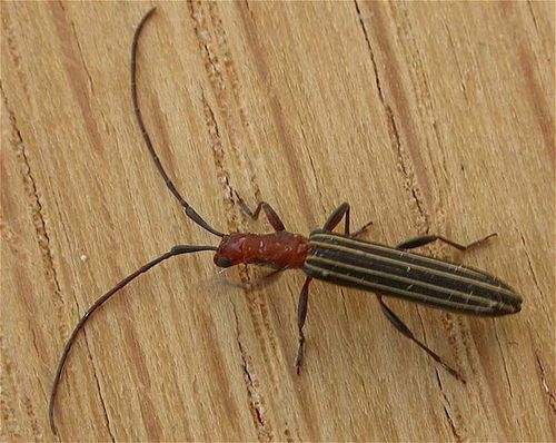 Longicorn Beetle | Syllitus rectus photo
