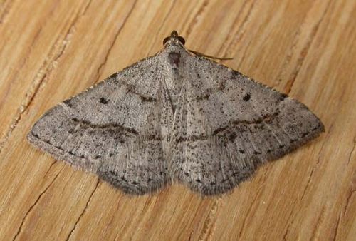 No common name | Taxeotis exsectaria photo