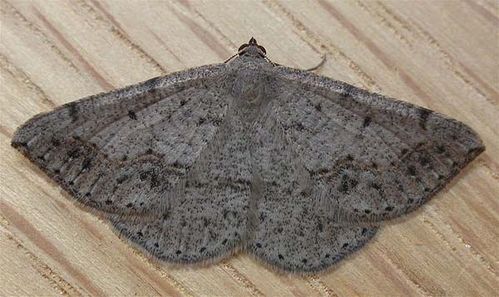 No common name | Taxeotis intextata photo