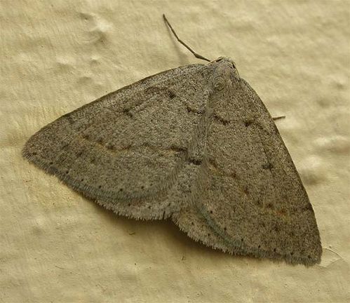 No common name | Taxeotis reserata photo