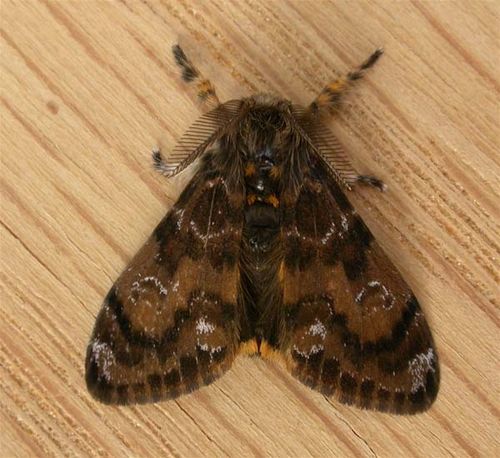 Painted Apple Moth | Teia anartoides photo