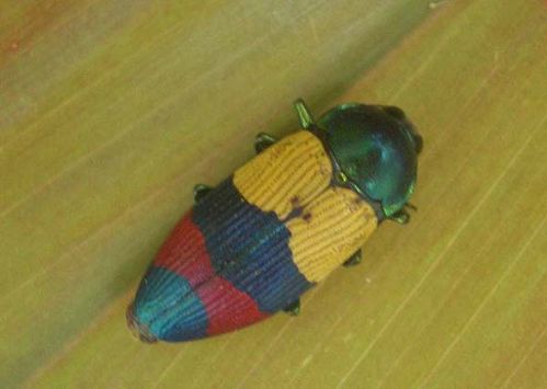 Jewel Beetle | Temognatha alternata photo