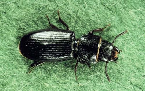 Cadelle Beetle | Tenebroides mauritanicus photo