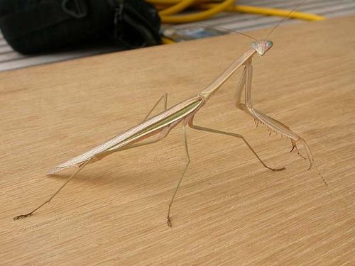 Purple-winged Mantis | Tenodera australasiae photo