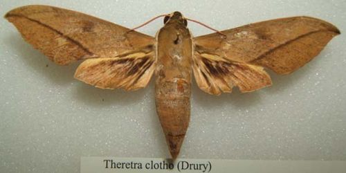 Hawk Moth | Theretra clotho photo