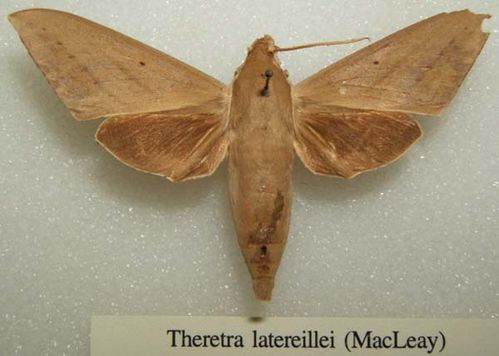 Hawk Moth | Theretra latreillii photo