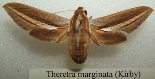 Hawk Moth | Theretra marginata photo