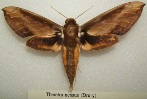 Yam Hawk Moth | Theretra nessus photo