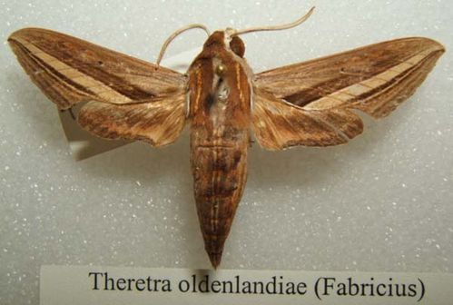 Yam Hawk Moth | Theretra oldenlandiae photo