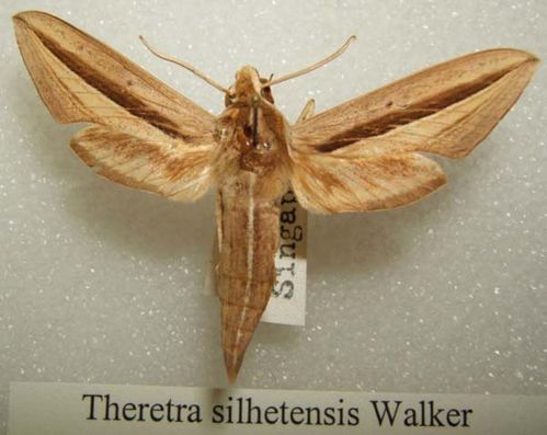 Hawk Moth | Theretra silhetensis photo