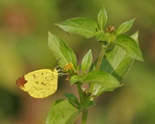 Papuan Grass-yellow | Eurema blanda photo