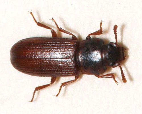 Confused Flour Beetle | Tribolium confusum photo