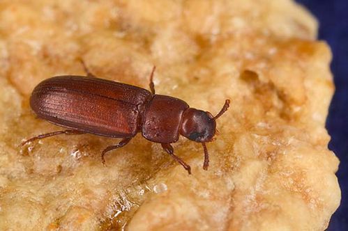 Rust Red Flour Beetle | Tribolium castaneum photo