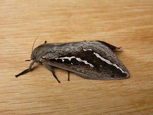 Bardee Moth | Trictena atripalpis photo