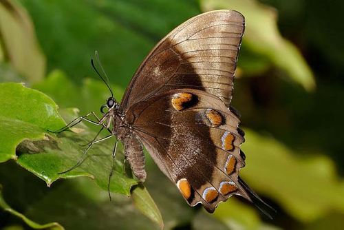 Ulysses Swallowtail | Papilio ulysses photo