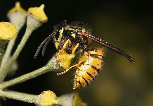 European Wasp | Vespula germanica photo