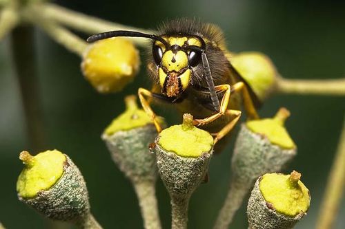 European Wasp | Vespula germanica photo