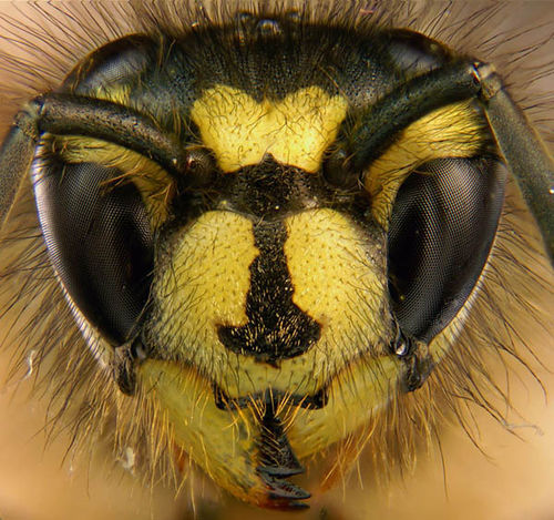 English Wasp | Vespula vulgaris photo