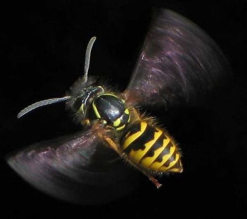 English Wasp | Vespula vulgaris photo
