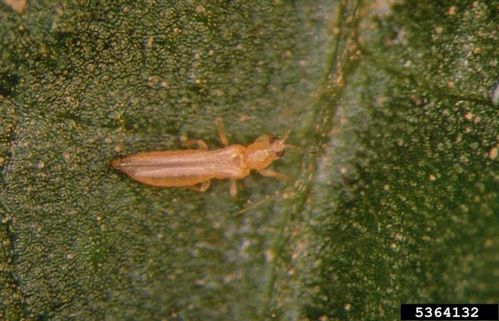 Western Flower Thrip | Frankliniella occidentalis photo